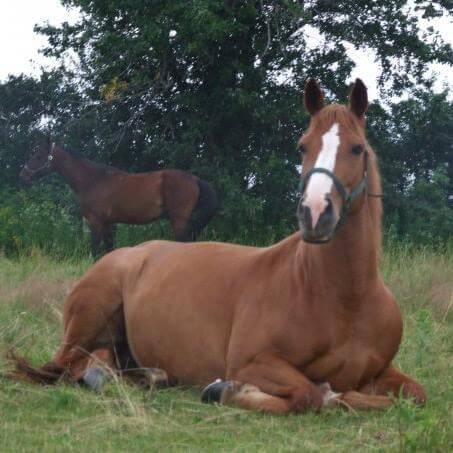Ginger the horse sitting in the grass