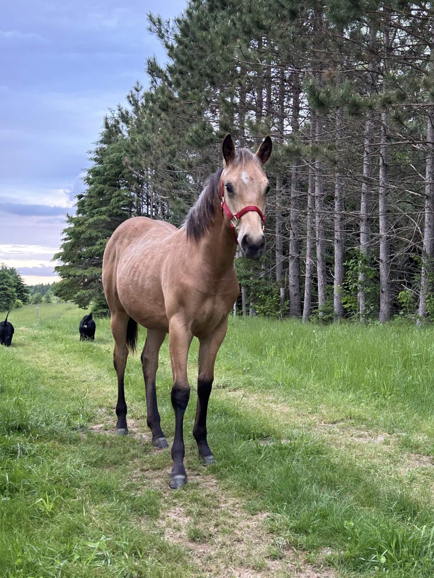 Sully on a trail