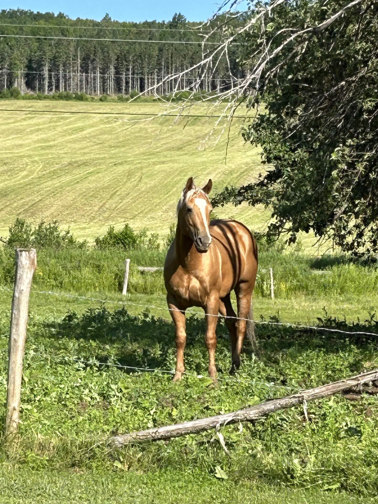 Whiskey standing under a tree