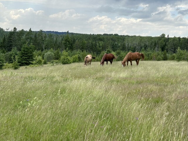 Three horses in feild