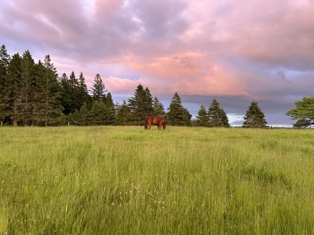 Horse in feild