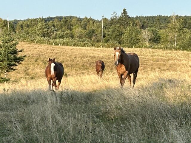 Three horses in feild