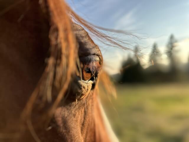 Horse's eye