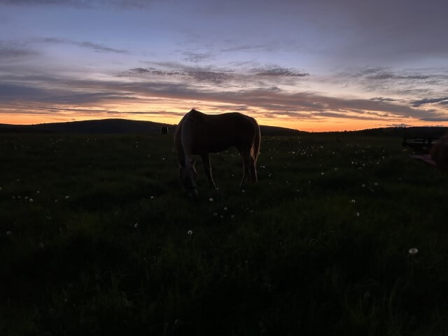 Horse at sunset