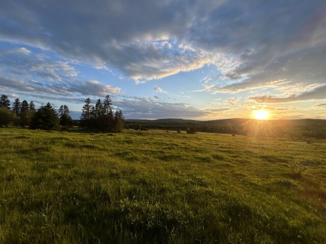 Feild