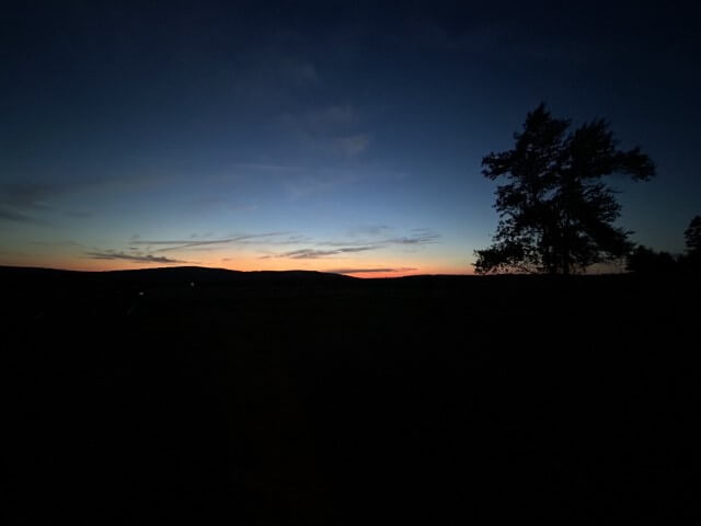 Tree at sunset