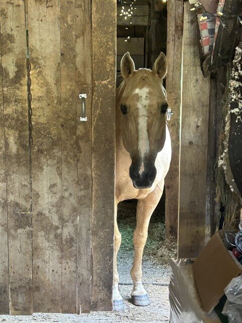 Horse poking out between two baords