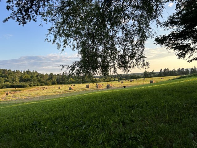 Tree covering view of feild with horses