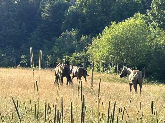 Horses in feild