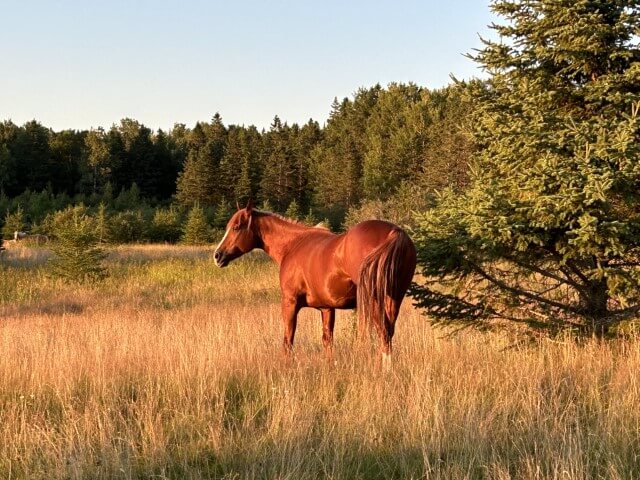 Horse with sun on their back