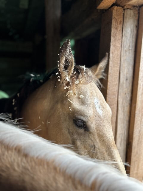 Horse with snow on ears