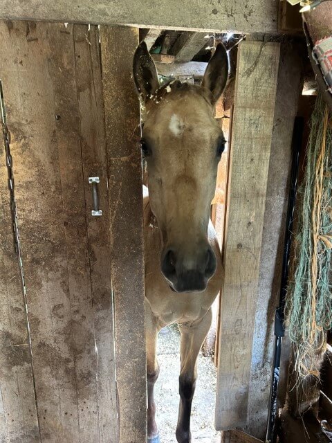 Horse poking trough baords
