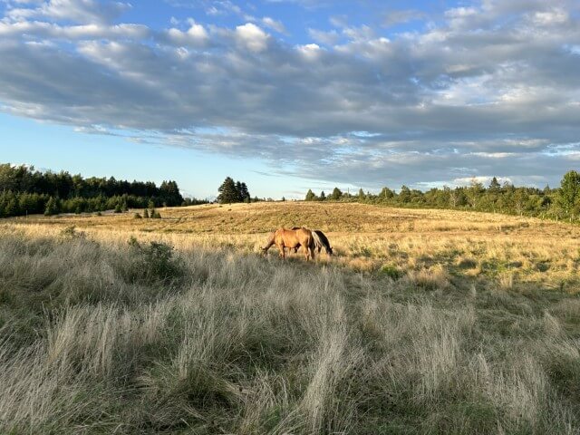 Horse in feild